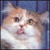 6463815_cat34.jpg (100x100, 7Kb)