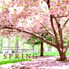 th_spring.jpg (100x100, 20Kb)