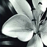 th_thFlowerblackandwhite--.jpg (96x96, 9Kb)