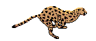 ANIMAL.gif (140x60, 7Kb)