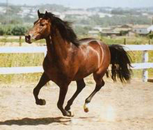 andaluz.jpg (500x426, 33Kb)