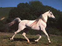 andaluz3.jpg (200x149, 7Kb)
