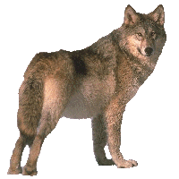 Z-WOLF.gif (200x200, 17Kb)