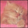 cat35.jpg (100x100, 6Kb)