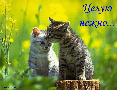 tseluy345.jpg (400x309, 47Kb)