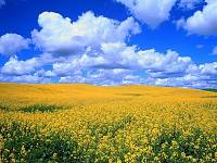 flowers_042.jpg (200x150, 9Kb)