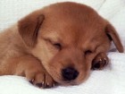 trumb_28213807.jpg (140x105, 5Kb)