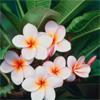 tropical_flowers.jpg (100x100, 19Kb)