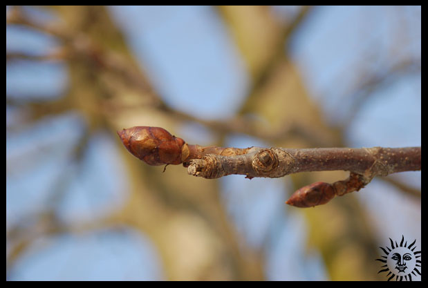 costanea.jpg (619x417, 53Kb)
