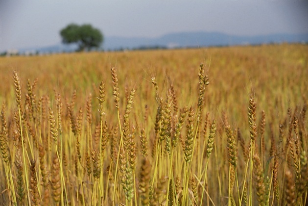 wheat.jpg (629x420, 111Kb)