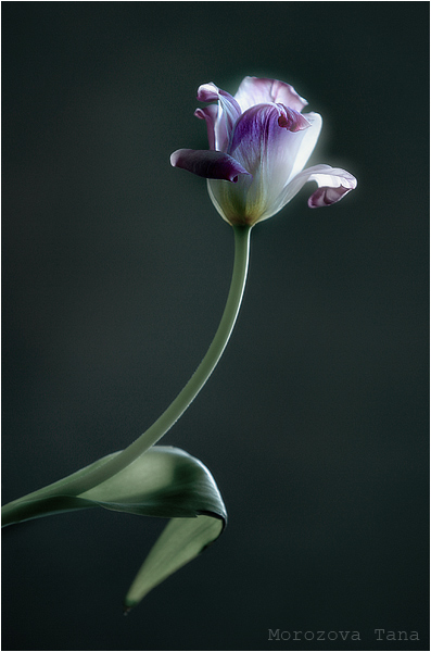 .jpg (397x600, 103Kb)