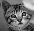 kiti.gif (120x109, 9Kb)