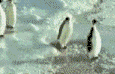 379f03c08wk.gif (115x74, 190Kb)