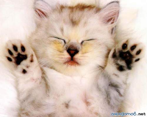 1226_2.jpg (500x400, 27Kb)