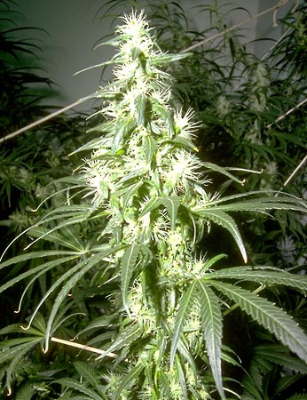 bud4.jpg (346x450, 57Kb)