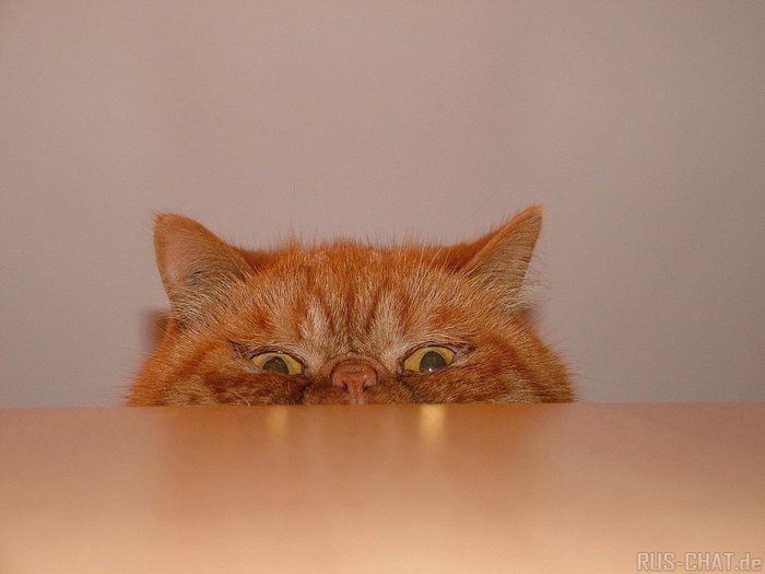 4.jpg (700x525, 38Kb)