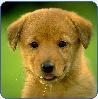 f_794199_small.jpg (98x99, 2Kb)