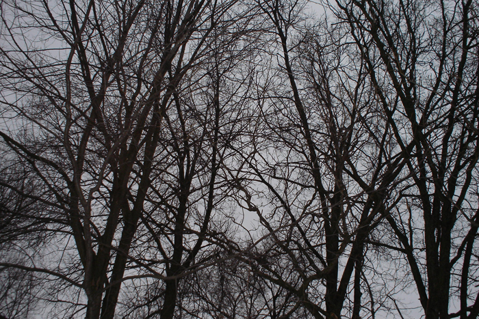 Trees.jpg (700x467, 538Kb)