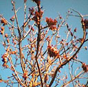 Tree.jpg (128x127, 11Kb)