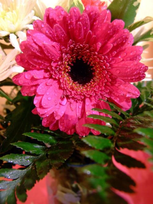 1141998469_i_3466.jpg (500x667, 62Kb)