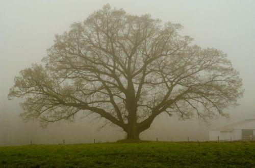 1142771220_i_7082.jpg (500x329, 24Kb)