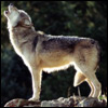 wolf_03.jpg (100x100, 5Kb)