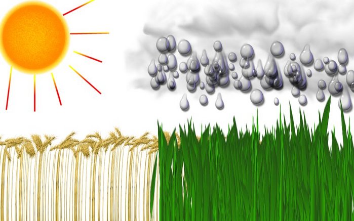 sun_wheat_clouds_rain_grass.jpg (699x437, 58Kb)