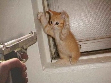 kitten & pistol.jpg (388x291, 55Kb)