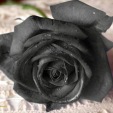 5414971_3324579.jpg (113x113, 6Kb)
