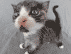 cat2[1].gif (100x77, 2Kb)
