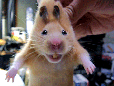 764391_807739.gif (114x86, 9Kb)