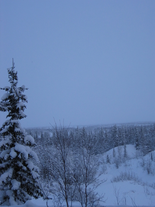 IMG_0005.JPG (525x700, 135Kb)