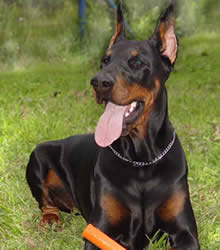 doberman5.jpg (220x250, 11Kb)