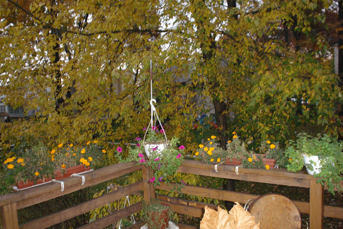 Autumn-1.jpg (699x466, 556Kb)