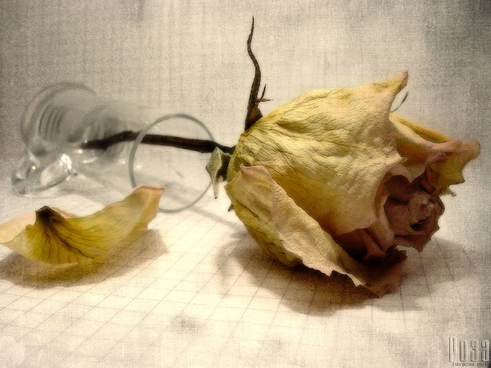 5263927_2795.jpg (700x525, 154Kb)