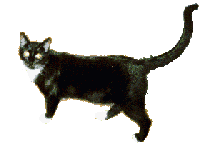 cats_183.gif (200x156, 11Kb)