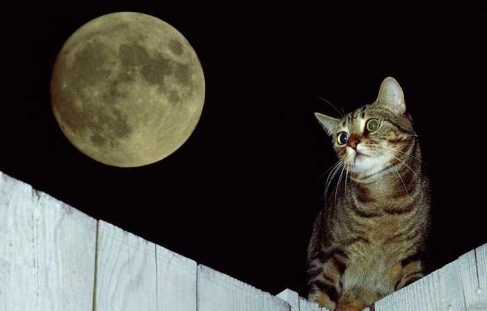 10.jpg (700x448, 39Kb)