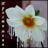 flower12.jpg (100x100, 5Kb)