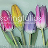 03-26-06spring_pasteltulips.jpg (100x100, 24Kb)