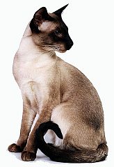 siamese2.jpg (164x240, 20Kb)