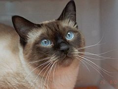 siamese.jpg (240x180, 8Kb)