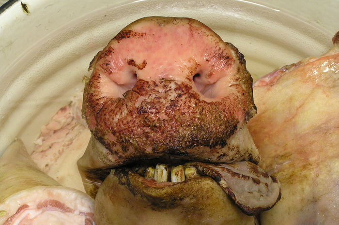 Svenota.JPG (700x465, 70Kb)