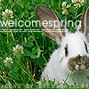 03-26-06spring_bunnyclover.jpg (100x100, 33Kb)