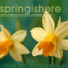 03-26-06spring_isherebuttercups.jpg (100x100, 24Kb)