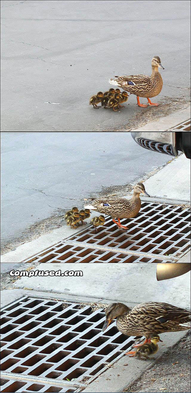 duckgone.jpg (640x1312, 245Kb)