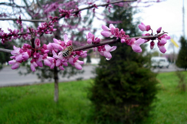 002.JPG (600x399, 83Kb)