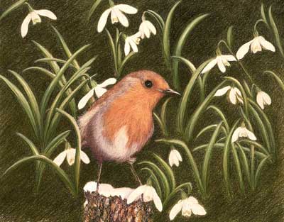 4682568_robin4.jpg (400x313, 25Kb)