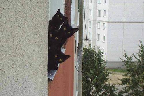 cats_blacj.jpg (500x334, 27Kb)