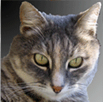 grey-cat-long.gif (150x148, 90Kb)