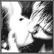 поцелуй.gif (110x110, 18Kb)